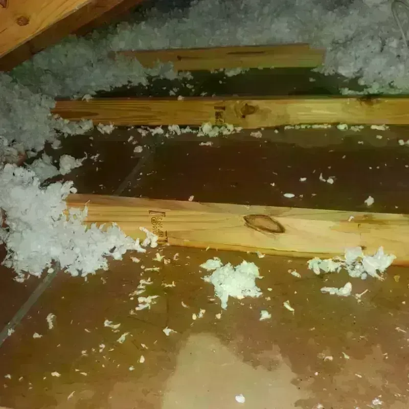 Best Attic Water Damage Service in Bolivar, WV