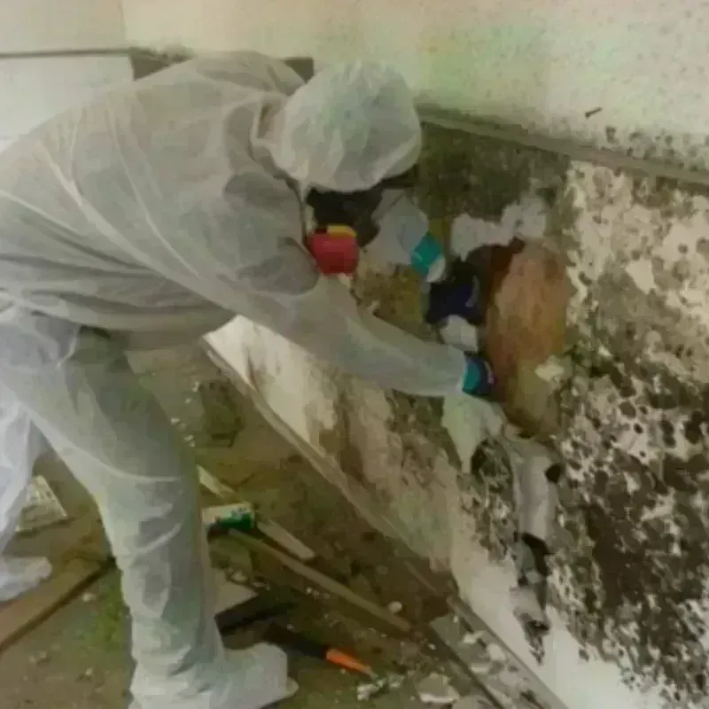 Mold Remediation and Removal in Bolivar, WV